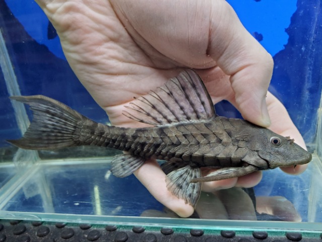 アーマードプレコ　プルス　胸ビレ欠け　2026年2月入荷！