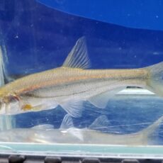 シニブラマ　ウイ　中国　2026年2月入荷！