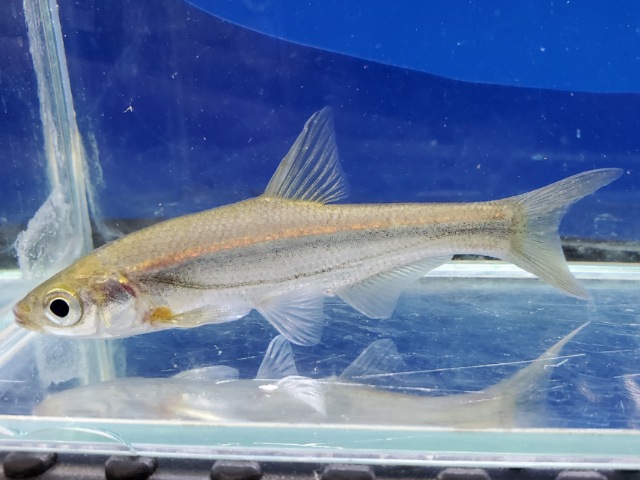 シニブラマ　ウイ　中国　2026年2月入荷！