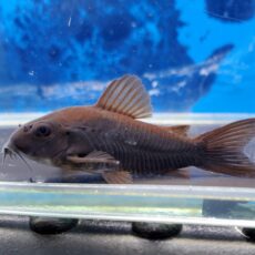 コリドラス　ベネズエラブラック　大特価！