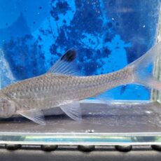 レッドフィンシルバーシャーク　2026年1月入荷！