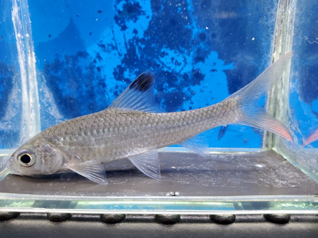 レッドフィンシルバーシャーク　2026年1月入荷！