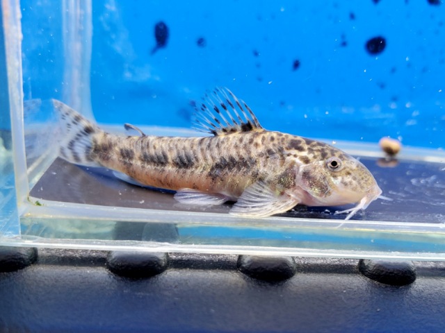 アスピドラス sp.