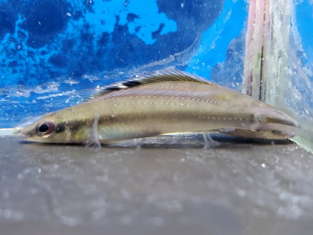 クレニキクラ　レガニ