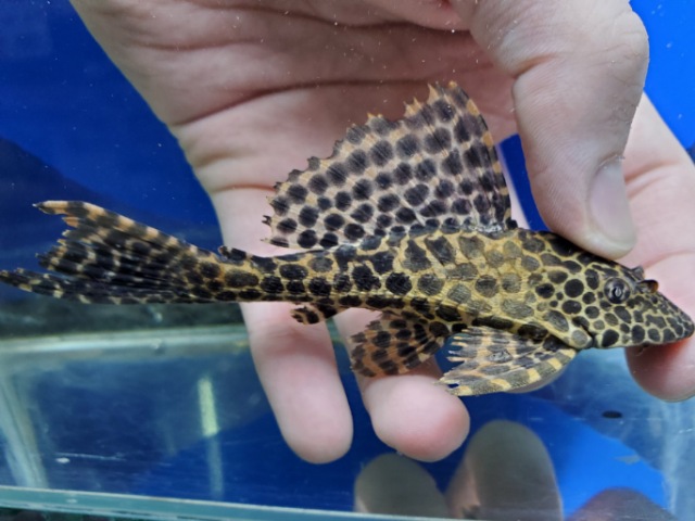 マーブルセルフィンプレコ