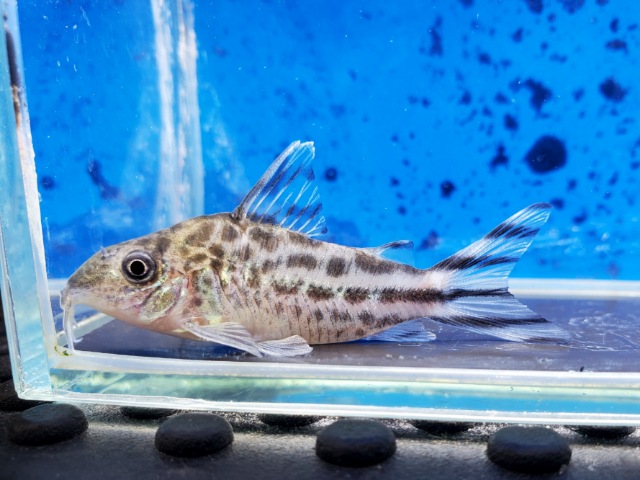 コリドラス　ロビネアエ