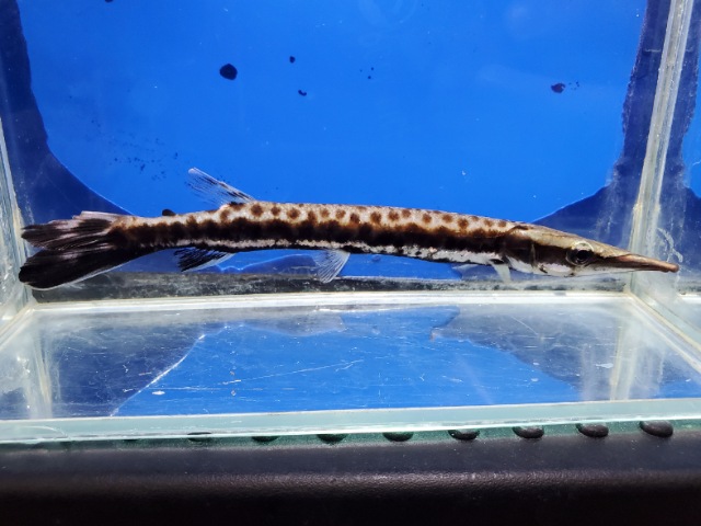 マーブルハイドロシナスガー