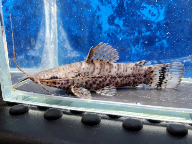 バンデッドホプロ