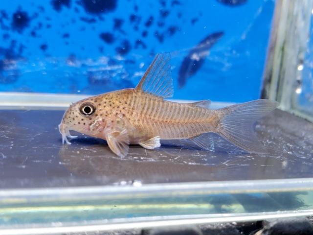 コリドラス　シングエンシス