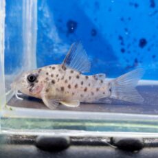 コリドラス　レナ　ブリード　2026年2月入荷！