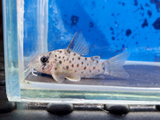 コリドラス　レナ　ブリード　2026年2月入荷！