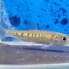 中国オイカワ　2026年2月入荷！