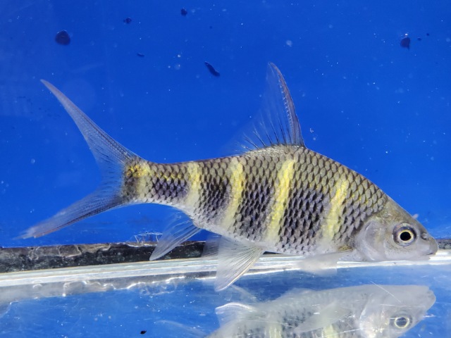 中国クラウンバルブ