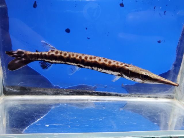 マーブルハイドロシナスガー　2025年入荷！