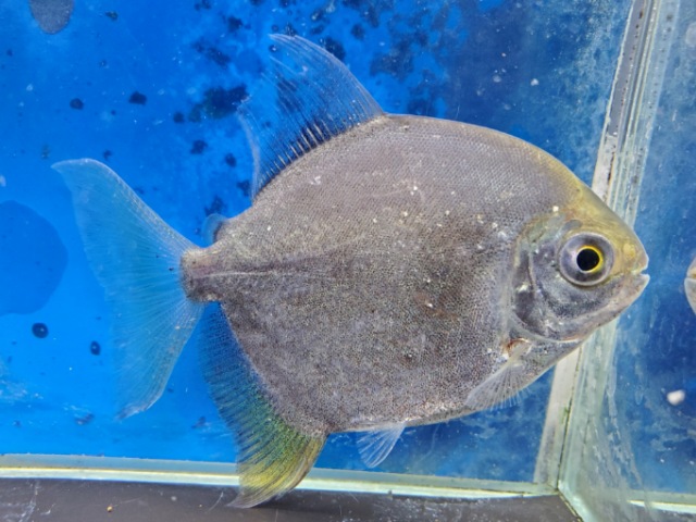 レインボーパクー　シングー　2025年入荷！