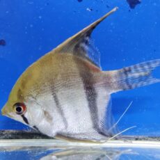 スカラレエンゼル　ジュファリ　2026年1月入荷！