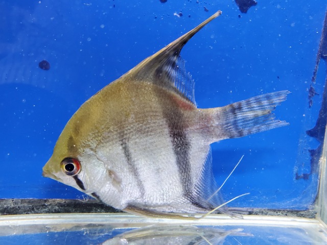 スカラレエンゼル　ジュファリ　2026年1月入荷！