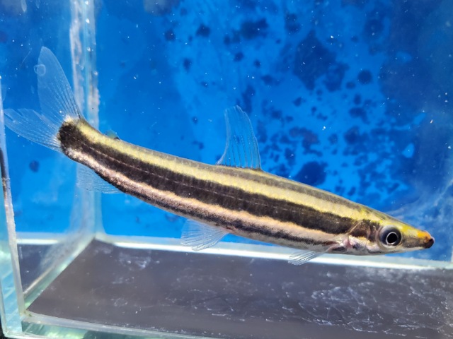 ブラックラインアノストムス