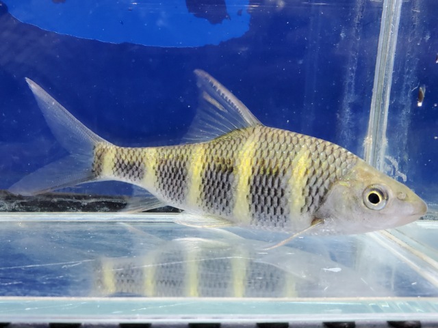 中国クラウンバルブ