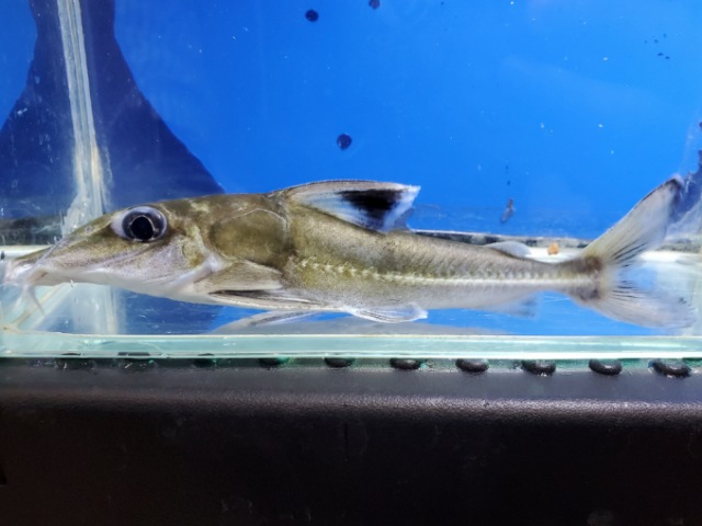 ロングノーズコンコルドキャット