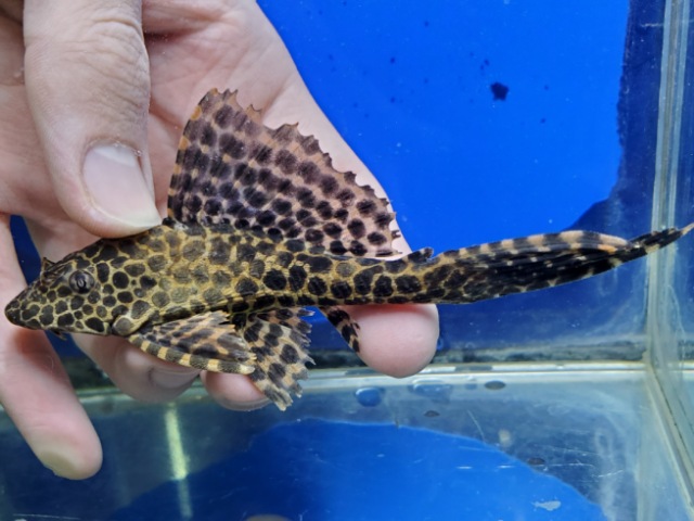 マーブルセルフィンプレコ　ワイルド　2026年2月入荷！