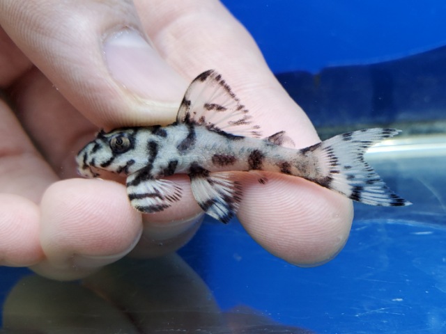 ヒパンキストルスsp.