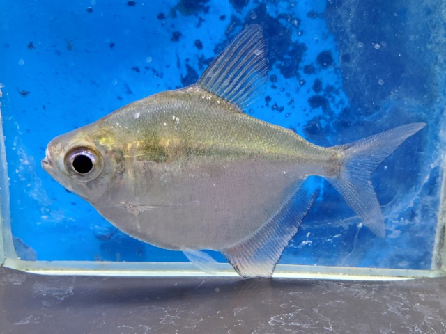 レッドフィンディスクテトラ