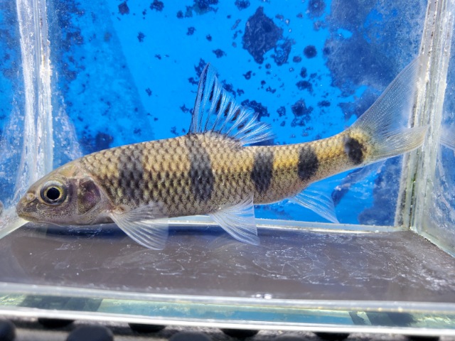 中国レッドベリーバルブ