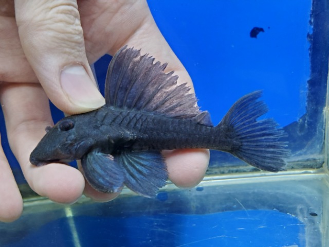 ブルーフィンパナクエ