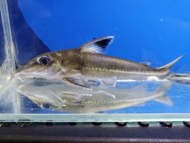 ロングノーズコンコルドキャット　ペルー　大特価！　2025年入荷！