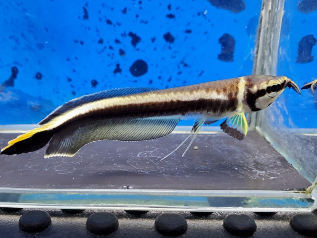 ブラックアロワナ