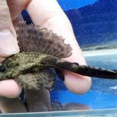 サタンプレコ　2026年末2月入荷！