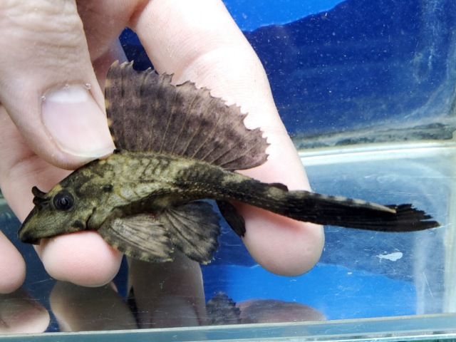 サタンプレコ　2026年末2月入荷！