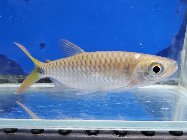 ブリキヌス　マクロレピドータス