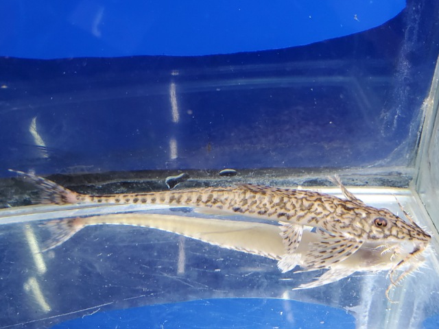 ラディノロリカリア・マクロミスタックス