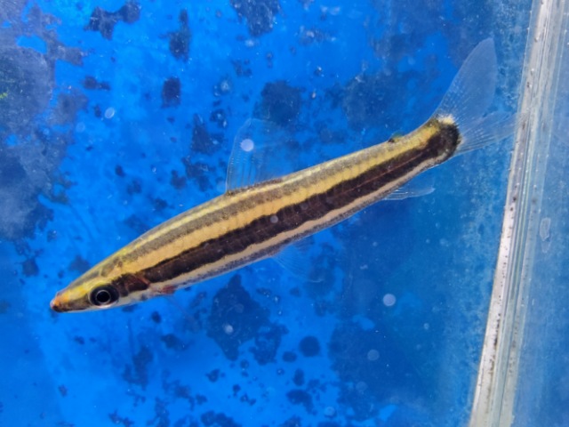 ブラックラインアノストムス