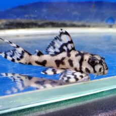 ヒパンキストルス sp.　 L-236　2026年2月入荷！