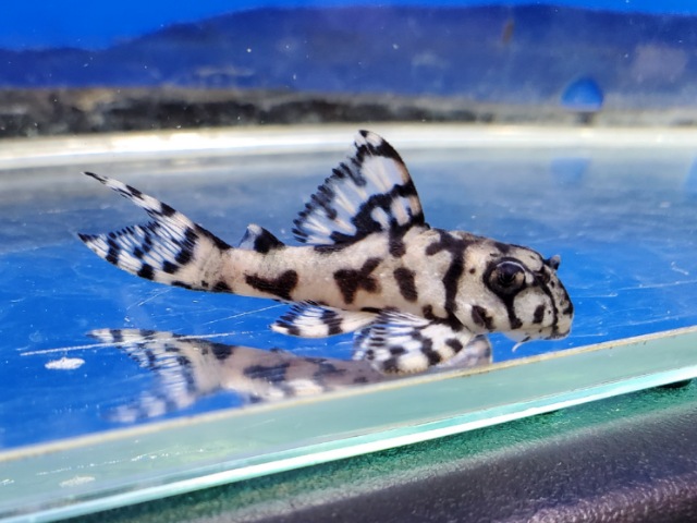 ヒパンキストルス sp.　 L-236　2026年2月入荷！