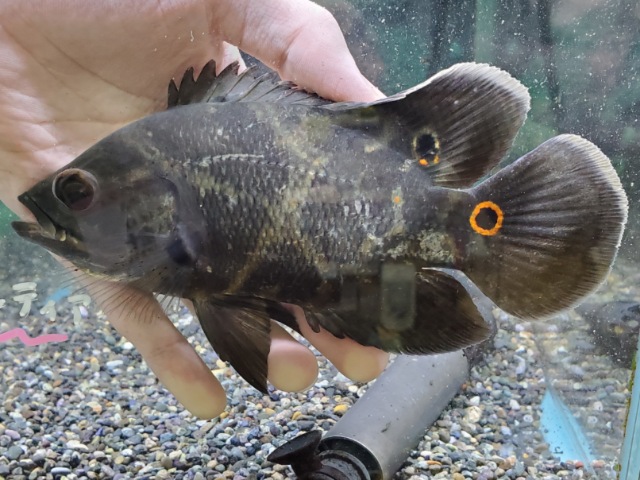 ワイルドオスカー