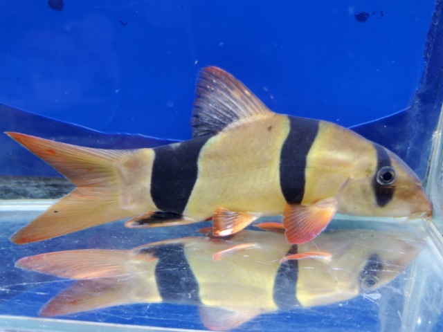 お客様確認用クラウンローチ