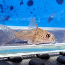 コリドラス　シングエンシス　ロンドニア　2026年2月入荷！