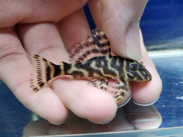 ブラックタイガープレコ　2026年1月入荷！