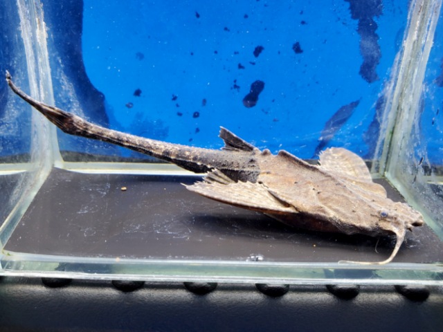 バンジョーキャット