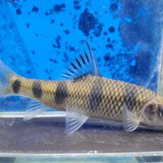 中国レッドベリーバルブ　2026年2月入荷！