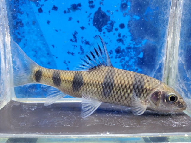 中国レッドベリーバルブ　2026年2月入荷！