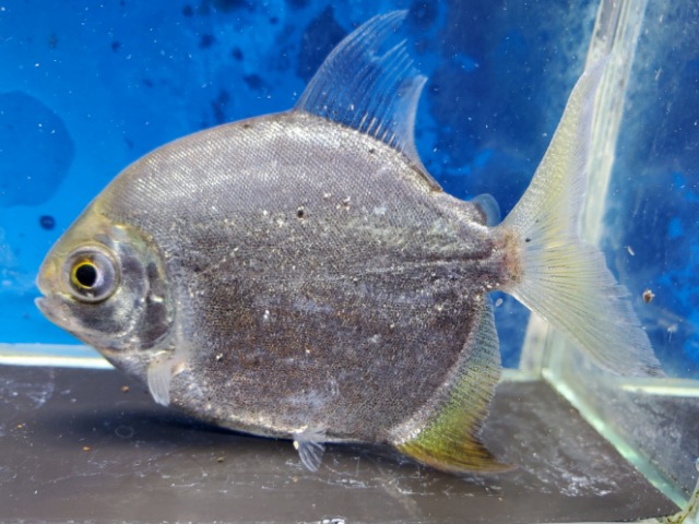 レインボーパクー