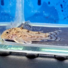 アスピドラス sp. CW126 ブリード　2025年入荷！