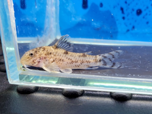 アスピドラス sp. CW126 ブリード　2025年入荷！