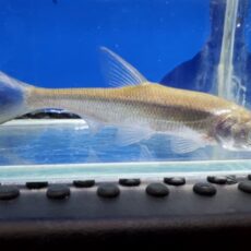 アンケリスロカルテル　ワンギ　中国　2026年2月入荷！