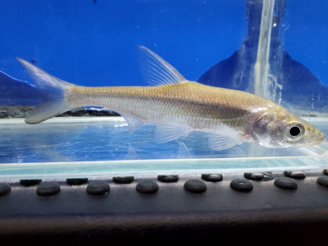 アンケリスロカルテル　ワンギ　中国　2026年2月入荷！